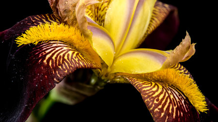 A vibrant close-up of a bearded iris showcasing rich purple and bright yellow petals with intricate patterns against a stark black backdropの写真素材