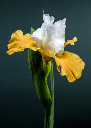 A close-up shot of a stunning white and yellow bearded iris, its intricate petals displayed against a vibrant green backgroundの写真素材
