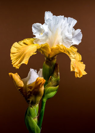A close-up shot featuring two elegant white and yellow bearded iris flowers, their intricate petals displayed against a warm brown backgroundの写真素材