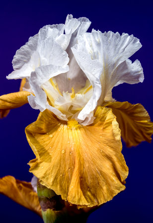 A close-up shot of a stunning white and yellow bearded iris, its intricate petals displayed against a rich, deep blue backgroundの写真素材