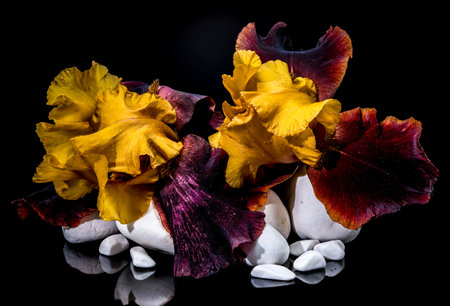 A captivating close-up of a striking bearded iris, showing its vibrant yellow and deep burgundy petals resting on smooth white stones against a stark black backgroundの写真素材