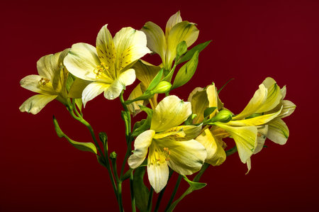 Close-up of delicate yellow Alstroemeria, also known as Peruvian Lilies, with a rich, striking red backdropの写真素材