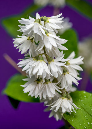 Striking white Deutzia flowers on a vibrant purple background, perfect for adding a pop of color and natural beauty to any designの写真素材