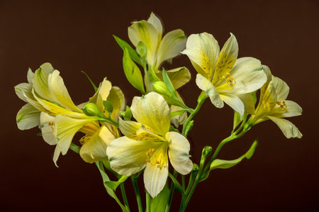 Close-up of delicate yellow Alstroemeria, also known as Peruvian Lilies, with a rich, soft brown backdropの写真素材