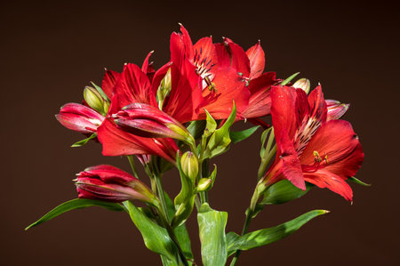 Close-up of lush red Alstroemeria, also known as Peruvian Lilies, against a soft, earthy brown backdropの写真素材
