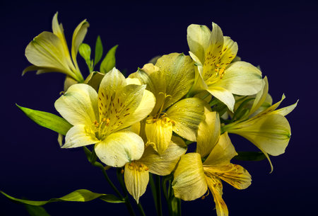 Close-up of delicate yellow Alstroemeria blooms, also known as Peruvian Lilies, against a rich, dark blue backdropの写真素材