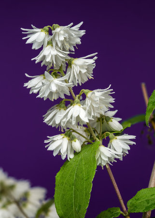 Striking white Deutzia flowers on a vibrant purple background, perfect for adding a pop of color and natural beauty to any designの写真素材