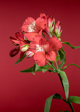 Close-up of vibrant red Alstroemeria blooms, also known as Peruvian Lilies, against a striking monochromatic red backdropの写真素材