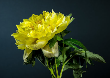 Close-up of a vibrant yellow peony flower, showcasing its full petals and lush green leaves, set against a deep blue backdropの写真素材