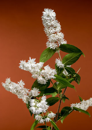 A close-up of beautiful double white Deutzia flowers with water droplets, set against a rich, earthy...