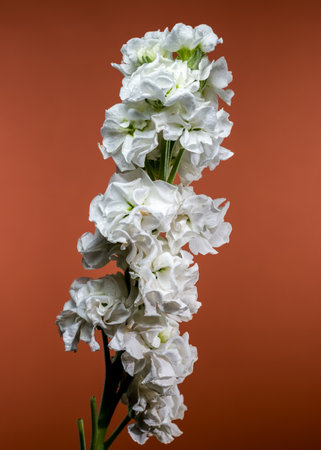 Elegant white Matthiola flowers with delicate petals and a vibrant green stem, contrasted with a bold orange background, ideal for floral and artistic themesの写真素材