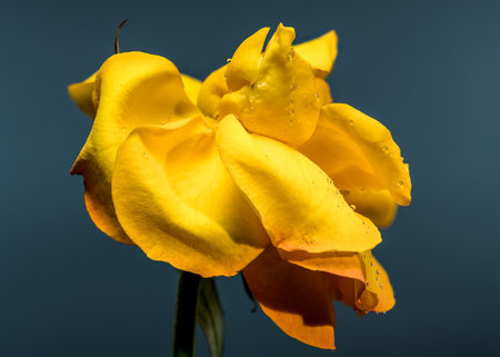 A vibrant yellow rose, blooming gracefully with delicate petals and glistening water droplets, set...