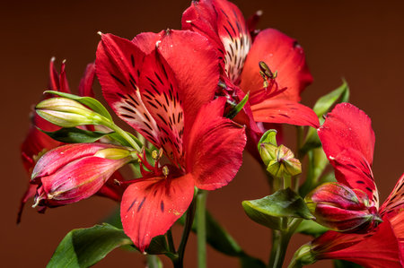 Close-up of vibrant red Alstroemeria blooms, also known as Peruvian Lilies, against a striking monochromatic red backdropの写真素材