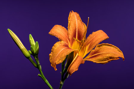 An expressive orange daylily, with delicate water droplets and accompanying buds, stands vibrantly against a striking purple backdropの写真素材