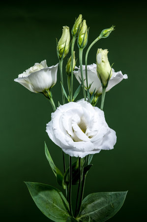 A beautiful arrangement of white eustoma flowers and closed buds, showcasing their delicate petals and elegant form against a deep green backdropの写真素材