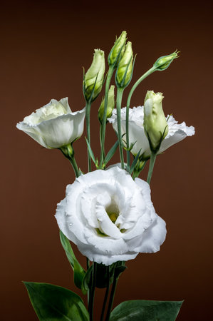 Elegant white eustoma blooms and closed buds with water droplets, beautifully presented against a warm, deep brown backdropの写真素材
