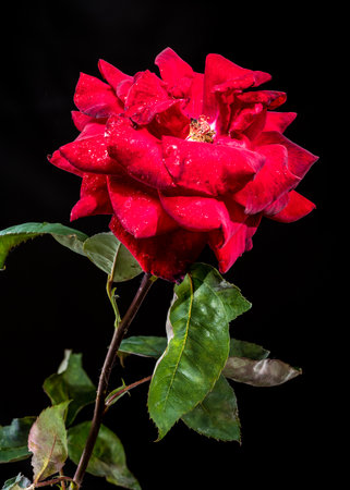 A rich red rose, glistening with raindrops, stands out boldly against a deep black background, showing its vibrant colorの写真素材