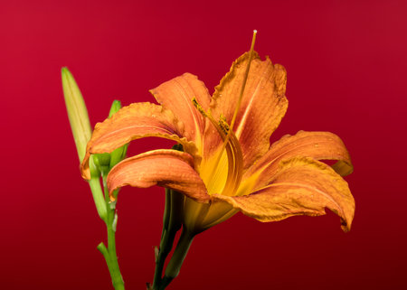 A striking orange daylily in full bloom, accompanied by buds, is elegantly presented against a vibrant red backdrop, highlighting its natural eleganceの写真素材