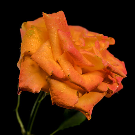 A vibrant orange rose, speckled with fresh raindrops, stands out against a stark black background, highlighting its natural beauty and intricate petalsの写真素材