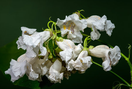 Beautiful white Catalpa speciosa blooms with subtle markings, presented against a dark green background for elegant contrastの写真素材