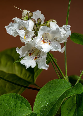 Exquisite white Catalpa speciosa flowers with distinctive purple and yellow markings, captured in stunning detailの写真素材