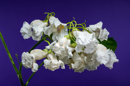 Striking white Catalpa speciosa blossoms with subtle internal patterns, vividly contrasting against a rich purple backgroundの写真素材