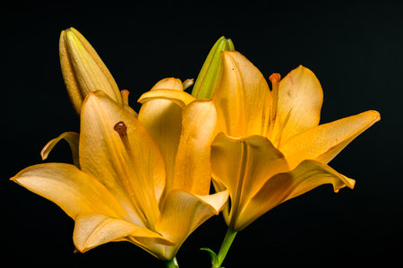 Two luminous yellow lilies, with accompanying buds, are dramatically showcased against a deep, dark backgroundの写真素材