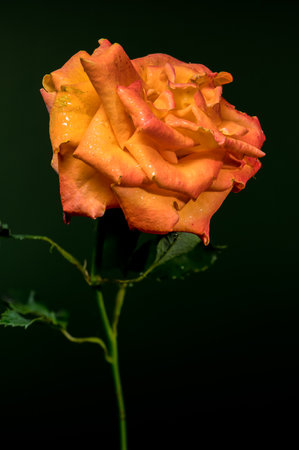 A stunning orange rose, adorned with delicate raindrops, stands elegantly against a soft, dark green backdrop, showing its natural charmの写真素材