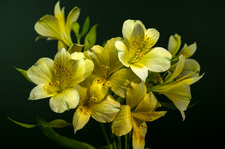Close-up of gentle yellow Alstroemeria blooms, also known as Peruvian Lilies, against a dark, rich green backdropの写真素材