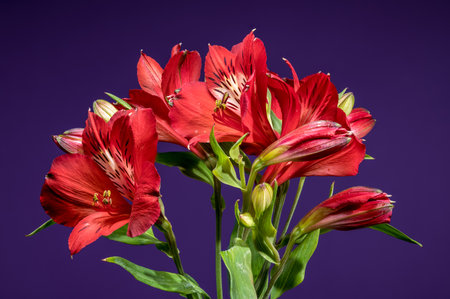 Close-up of striking red Alstroemeria blooms, also known as Peruvian Lilies, against a rich purple backgroundの写真素材