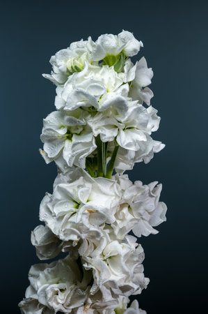 Elegant white Matthiola flowers with delicate petals and a vibrant green stem, captured against a muted background, ideal for floral and garden themesの写真素材