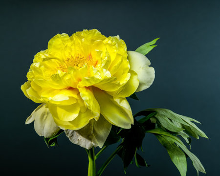 Close-up of a vibrant yellow peony flower, showcasing its full petals and lush green leaves, set against a deep blue backdropの写真素材