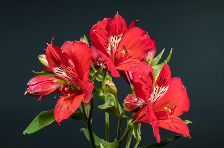 Close-up of stunning red Alstroemeria, also known as Peruvian Lilies, against a sleek, dark gray backdropの写真素材