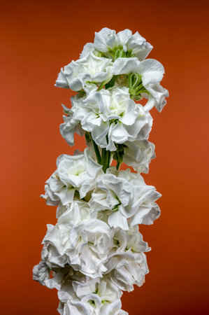 Elegant white Matthiola flowers with delicate petals and a vibrant green stem, contrasted with a bold orange background, ideal for floral and artistic themesの写真素材