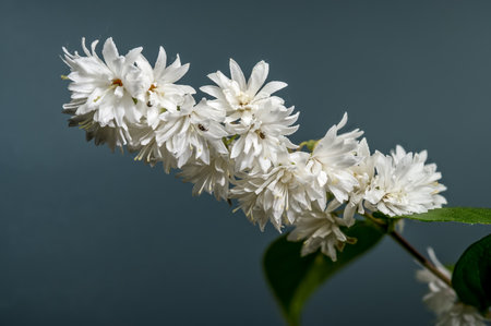 A full branch of white Deutzia flowers in columnar clusters with vibrant green leaves, ideal for conveying natural elegance and fresh beautyの写真素材