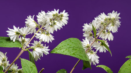 Striking white Deutzia flowers on a vibrant purple background, perfect for adding a pop of color and natural beauty to any designの写真素材