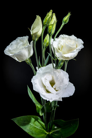 A striking composition of white eustoma blooms and unopened buds, beautifully contrasted against a stark black backdropの写真素材