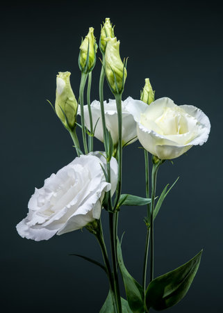 An elegant display of white eustoma blooms and tightly closed buds against a sophisticated dark gray backdropの写真素材