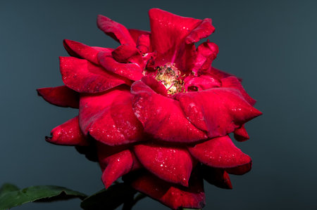A stunning crimson rose, adorned with shimmering raindrops, is gracefully set against a soft, muted gray backdropの写真素材