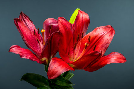 A vibrant red lily in full bloom, accompanied by a single bud, stands prominently against a muted gray backdropの写真素材