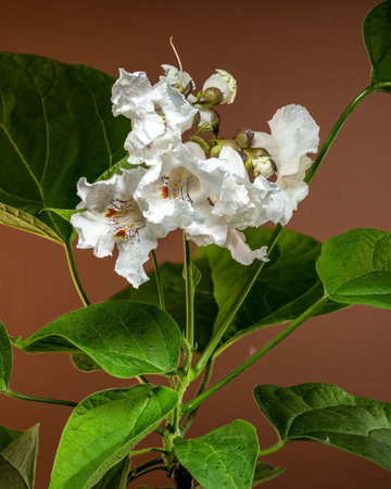 Exquisite white Catalpa speciosa flowers with distinctive purple and yellow markings, captured in stunning detailの写真素材