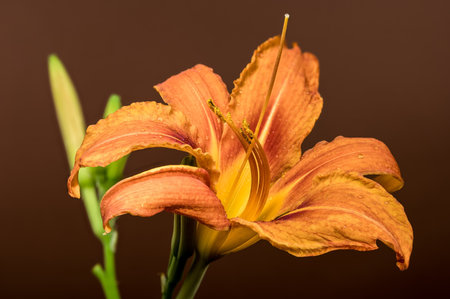 A vibrant orange daylily flower, adorned with delicate water droplets, stands tall against a deep brown backdrop, showing its natural beauty and intricate detailsの写真素材