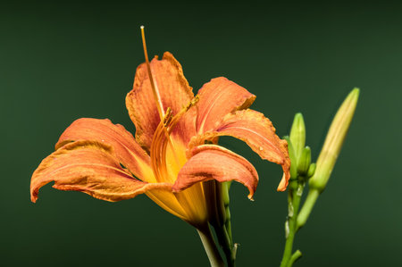 A stunning orange daylily in full bloom, accompanied by its developing buds, stands out against a deep, dark green backdropの写真素材