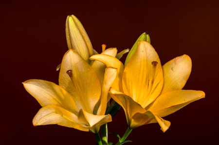 Two luminous yellow lilies, accompanied by unopened buds, are beautifully set against a rich, deep red backgroundの写真素材