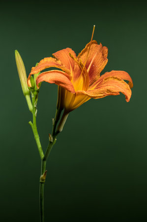 A stunning orange daylily in full bloom, accompanied by its developing buds, stands out against a deep, dark green backdropの写真素材