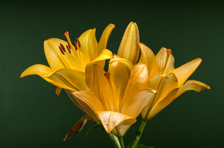 A tall stem of bright yellow lilies, vibrant and full, stands elegantly against a deep green backdropの写真素材