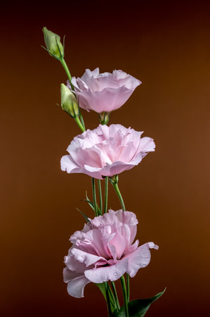 Three delicate pink eustoma blooms with water droplets and two buds ascend against a rich brown backdropの写真素材