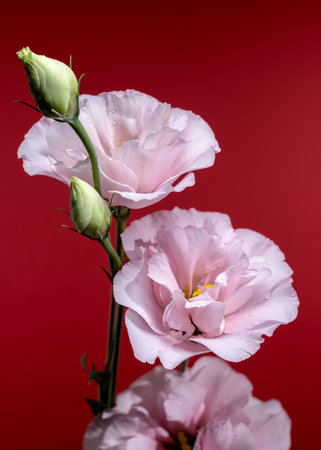 pink delicate eustoma blooms and two buds ascend gracefully against a striking red backdropの写真素材