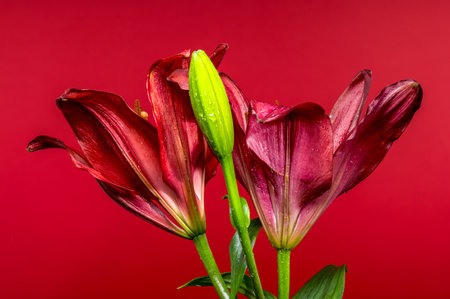 Two bold red lilies, adorned with delicate water droplets, are elegantly showcased against a vivid red backdropの写真素材