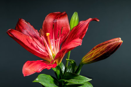 A vibrant red lily in full bloom, accompanied by two buds, stands out against a deep gray backdropの写真素材